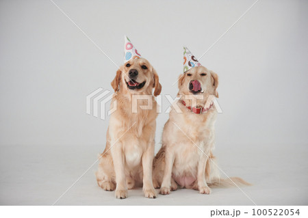 Party hats on heads. Two Golden retrievers together in the studio against white background 100522054