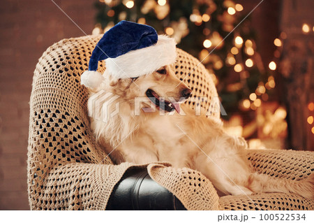 In santa hat. Cute Golden retriever at home. Celebrating New year and christmas 100522534
