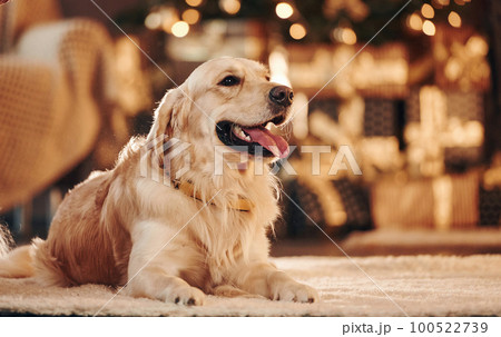 Cute Golden retriever at home. Celebrating New year and christmas Cute Golden retriever at home. Celebrating New year and christmas 100522739