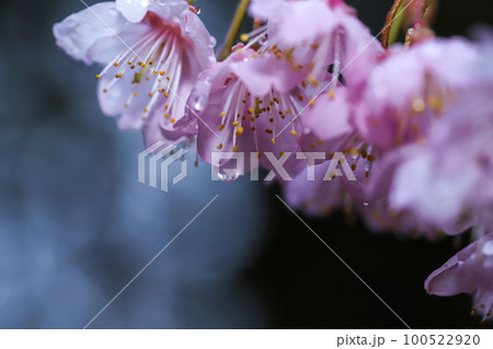 雨に濡れた富士桜 雨に濡れた富士桜 100522920