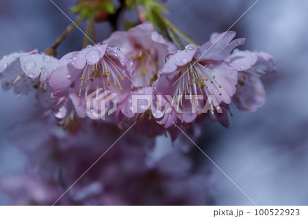 雨に濡れた富士桜 雨に濡れた富士桜 100522923