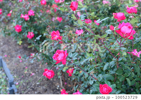 バラの花 ダブルノックアウト バラの花 ダブルノックアウト 100523729