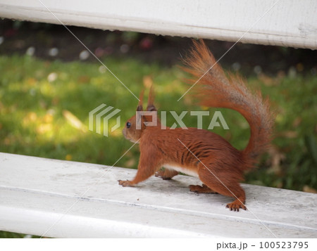 ワジェンキ公園のリス 100523795