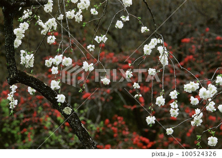 紅梅をバックに咲く白い梅の花 紅梅をバックに咲く白い梅の花 100524326