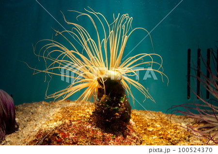 ハナギンチャク 100524370