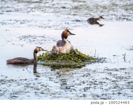 A pair of water birds, Great Crested Grebe, feeding chick at nest. A pair of water birds, Great Crested Grebe, feeding chick at nest. 100524463
