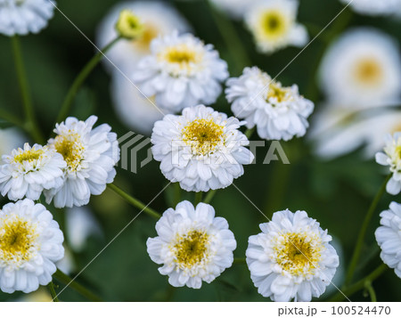 Colourful Feverfew Flowers, Tanacetum parthenium. Beautiful white and yellow Colourful Feverfew Flowers, Tanacetum parthenium. Beautiful white and yellow 100524470
