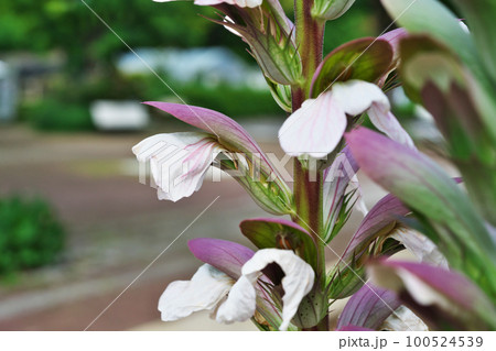 アカンサスの花(初夏、六月) アカンサスの花(初夏、六月) 100524539
