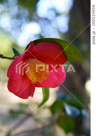 4391　西王母 100524956