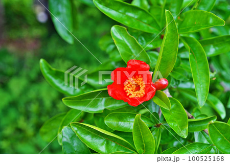 赤いザクロの花(夏、六月) 赤いザクロの花(夏、六月) 100525168