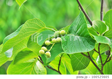 ハクウンボクの実（夏、六月） 100525605