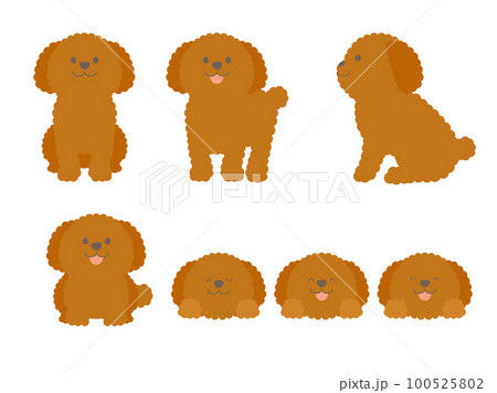 色んなポーズのトイプードルセットのイラスト素材 [100525802] - PIXTA