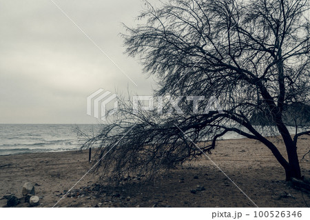 Silhouette of trees on beach of Black sea 100526346