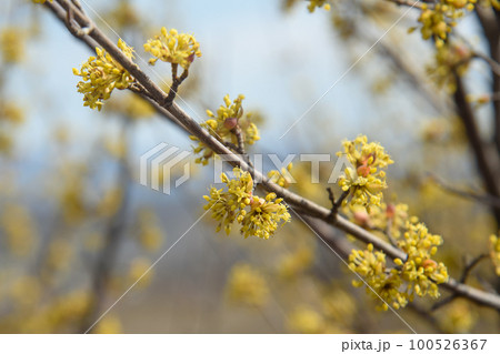 Branches with flower buds of European cornel or Cornus mas in spring Branches with flower buds of European cornel or Cornus mas in spring 100526367