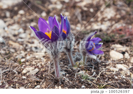 First spring flowers Pulsatilla halleri or pulsatilla taurica in nature First spring flowers Pulsatilla halleri or pulsatilla taurica in nature 100526397