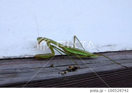 食後のカマキリ 100526742