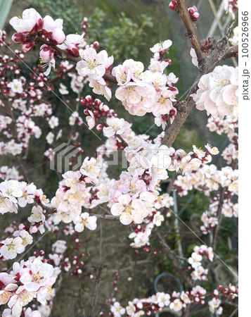堤防で咲いていた梅の花　大阪府高槻市 100526966