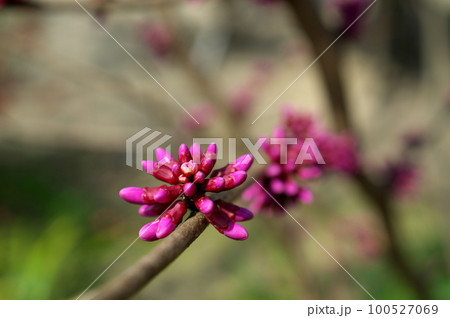 ハナズオウの花 100527069