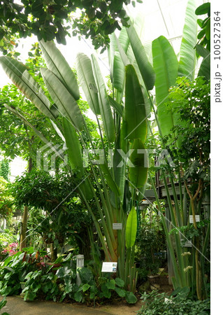 タビビトノキ 100527364