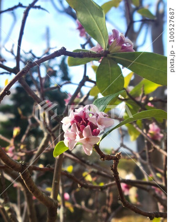 春の甘い香り「沈丁花」 100527687