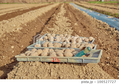 じゃがいも植えるイメージ　種イモ　農家　農業 100527727