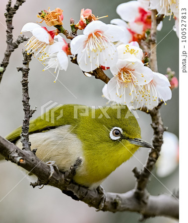 梅の花とメジロ 100527813