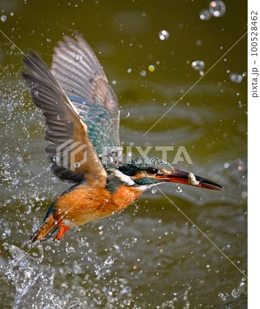 カワセミ カワセミ 100528462