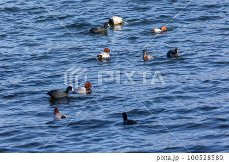 早春の榛名湖に群れる水鳥　オオバン　ホシハジロ 100528580