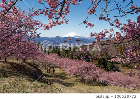 おおいゆめの里から富士山と桜の競演 100528772