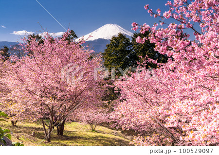 《神奈川県》富士山と満開の河津桜・おおいゆめの里 100529097
