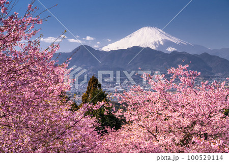 《神奈川県》富士山と満開の河津桜・おおいゆめの里 100529114