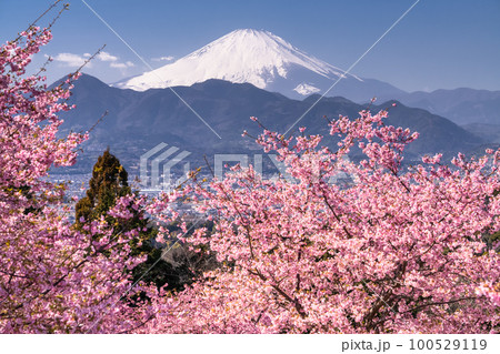 《神奈川県》富士山と満開の河津桜・おおいゆめの里 100529119