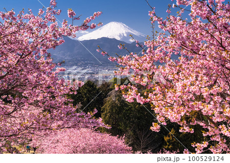《神奈川県》富士山と満開の河津桜・おおいゆめの里 100529124