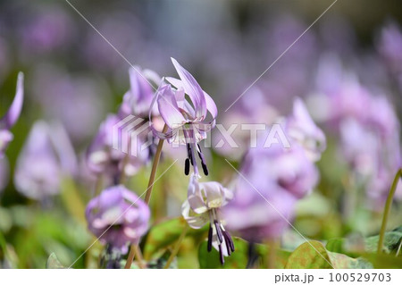 可憐な花が満開 ! (香嵐渓のカタクリの花の群生地) 100529703