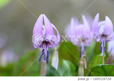 可憐な花が満開 ! (香嵐渓のカタクリの花の群生地) 100529728