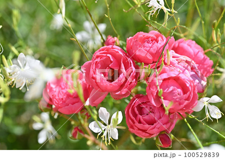 ガーデニングで美しく咲いた薔薇の花の写真素材 [100529839] - PIXTA