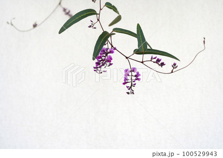 白壁にハーデンベルギアの紫の花 白壁にハーデンベルギアの紫の花 100529943