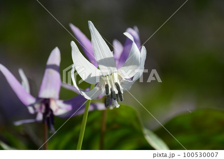 白い可憐な花 ! (香嵐渓カタクリの群生地) 100530007