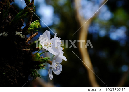 ソメイヨシノ開花 東京都町田市 芹が谷公園 ソメイヨシノ開花 東京都町田市 芹が谷公園 100530255