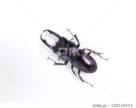 コクワガタ　クワガタムシ　夏休み　子供 100530454