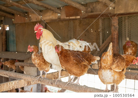 鶏 鶏 100530564