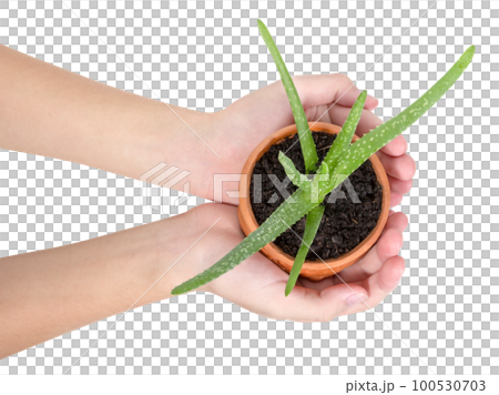 Hand holding Aloe vera is a herb in pot isolated, top view 100530703