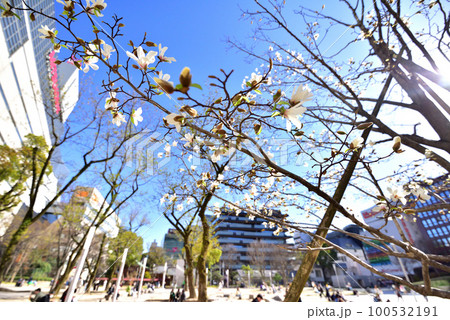 コブシ咲く警固公園　西鉄天神駅　福岡市中央区天神　背景ボカシ 100532191
