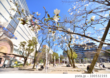 コブシ咲く警固公園　西鉄天神駅　福岡市中央区天神　背景ボカシ 100532193