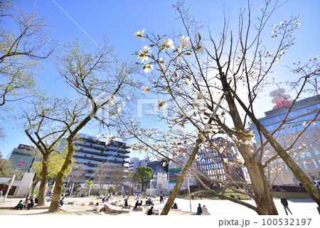 コブシ咲く警固公園　西鉄天神駅　福岡市中央区天神　背景ボカシ 100532197