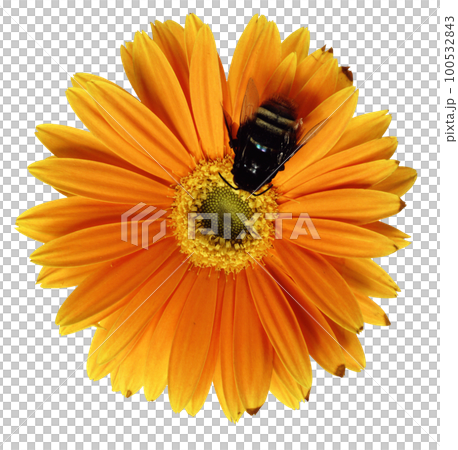 Bee and flower isolated on white background. 100532843