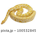 Gold python isolated on white background. 100532845