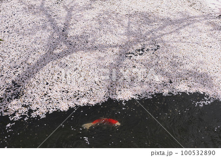 220416護国神社z133 100532890