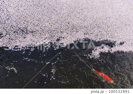 220416護国神社z118 100532891