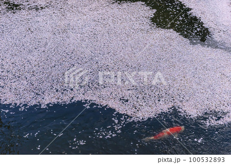 220416護国神社z080 100532893